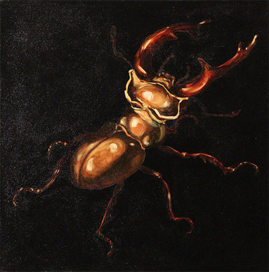 cm-stag-beetle